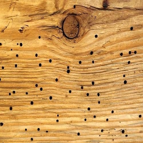 Wood Preservative